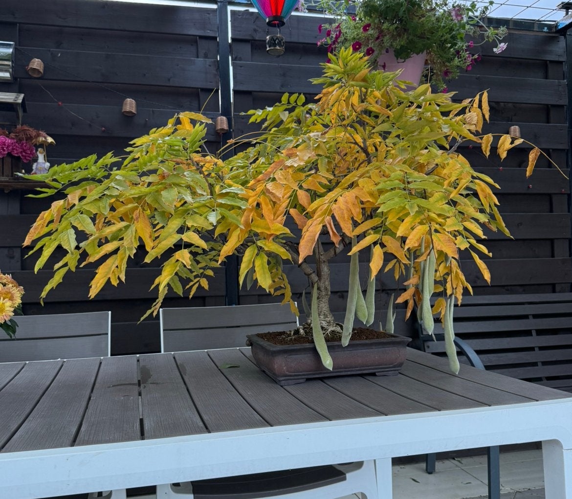 Bonsaï Wisteria Floribunda - Glycine, Jardin & Terrasse, En pot, Moins de 100 cm, Plein soleil, Autres espèces