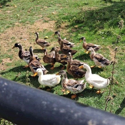 jeunes canards p