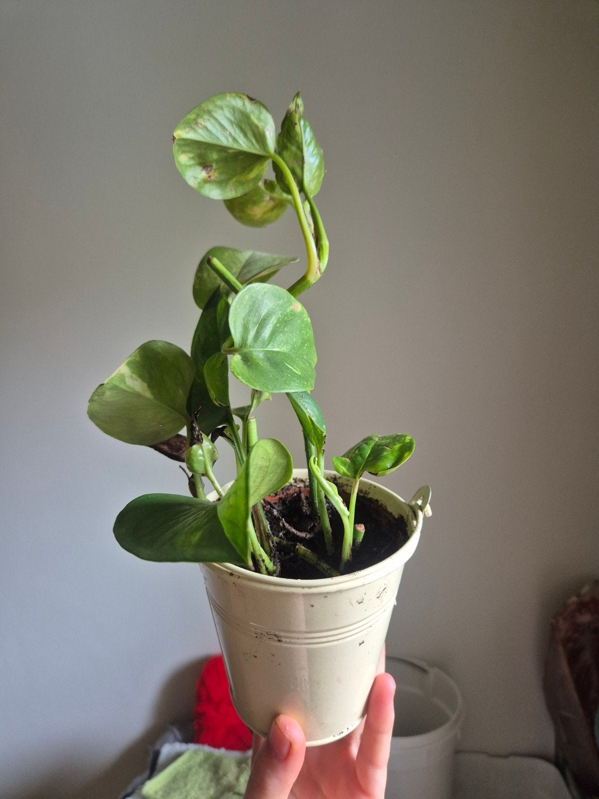 kamerplant, En pot, Plein soleil, Moins de 100 cm, Enlèvement