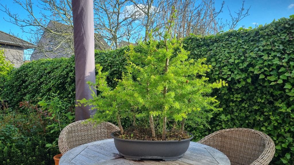 Larix bos prebonsai, Tuin en Terras, Planten | Bomen, Bloeit niet, Halfschaduw, Overige soorten, Minder dan 100 cm