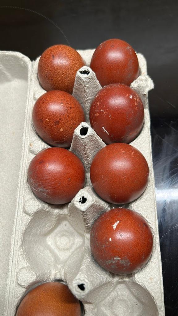 Broedeieren Marans zwart en blauw kopernek, Dieren en Toebehoren