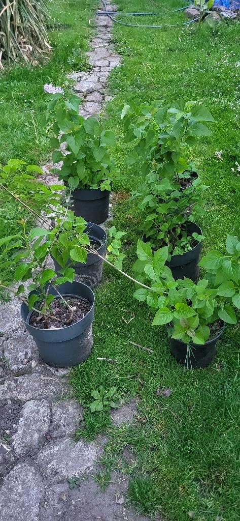 Seringen, Vaste plant, Halfschaduw, Zomer, Ophalen