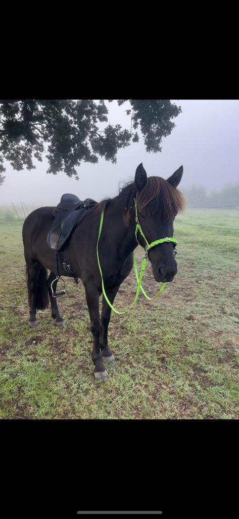 EQUES IJSLANDER ZADEL, Ophalen of Verzenden, Nieuw, Recreatie