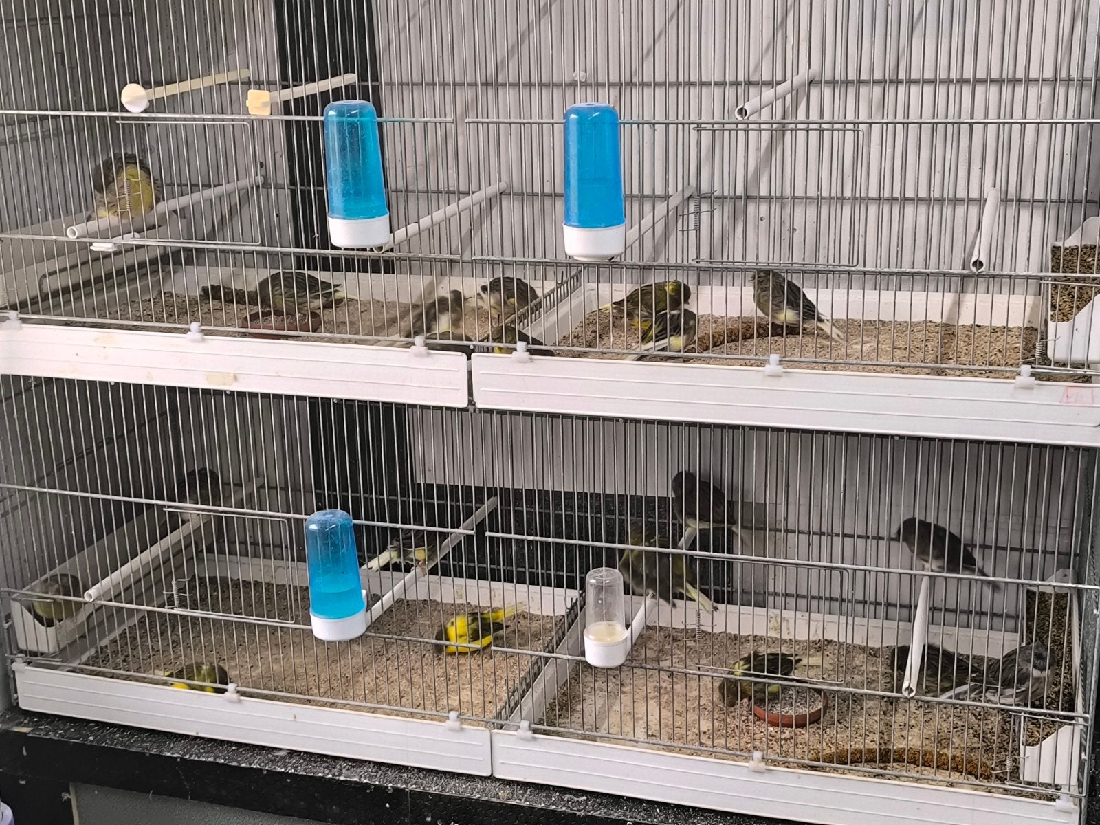 enkele glosters over te nemen, Dieren en Toebehoren, Meerdere dieren, Postuurkanarie