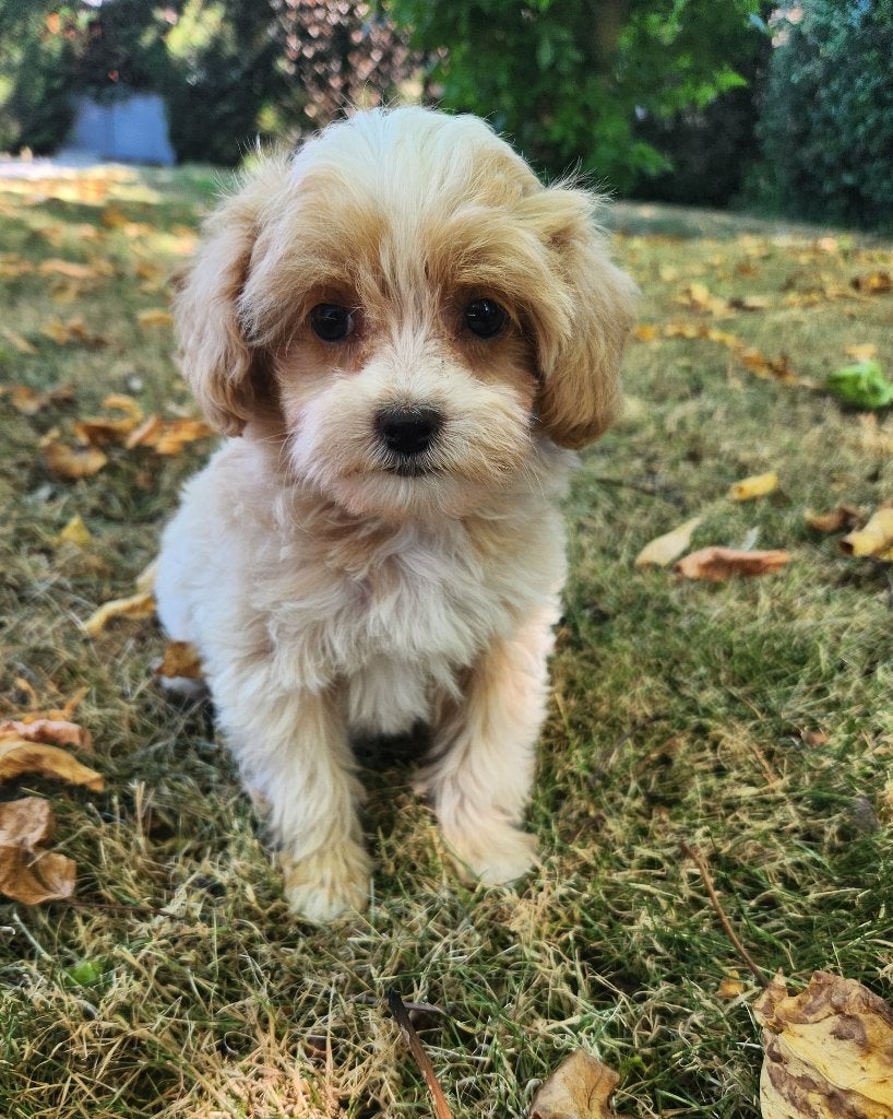 Cavapoo pups, Petit, Maladie de Carré (chiens), Plusieurs, Belgique