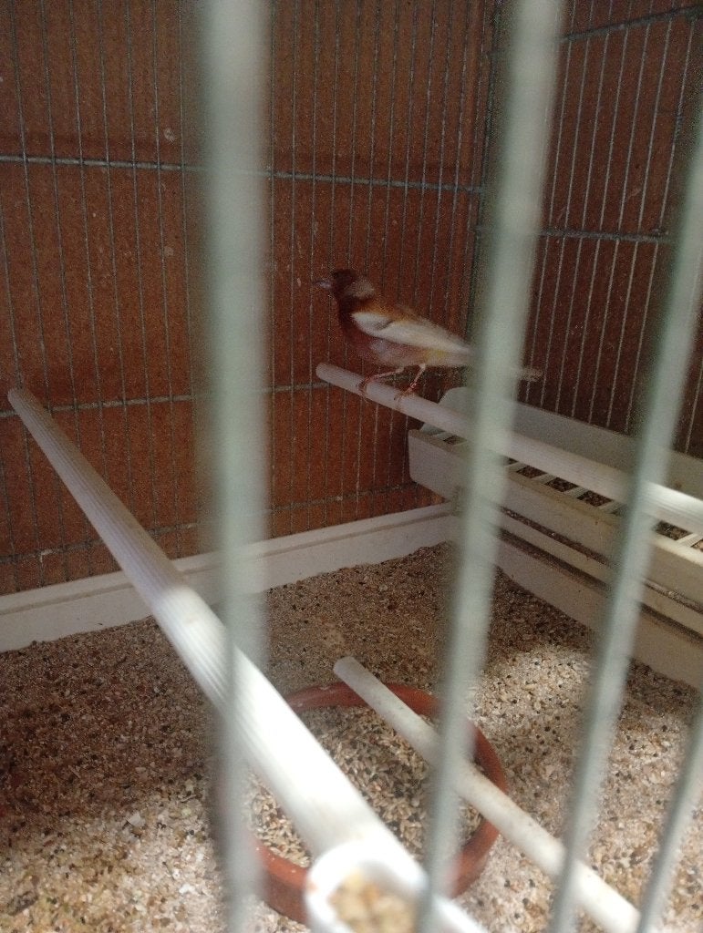 BOTVINK DOMINANT PASTEL VOOR GEZELSCHAPSVOLIERE, Dieren en Toebehoren, Vogels | Overige Vogels, Mannelijk, Wildzangvogel, Geringd