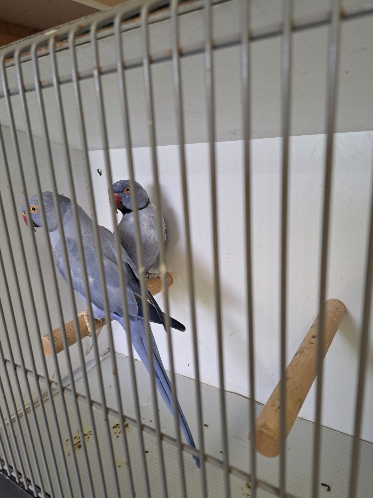 halsbanden koppel te koop., Animaux & Accessoires, Oiseaux | Perruches & Perroquets, Plusieurs animaux, Perruche, Bagué