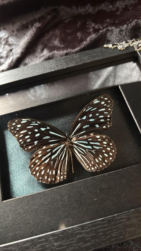 Ingelijste Blauwe Glastijger vlinder, Enlèvement ou Envoi, Neuf, Insecte, Animal empaillé