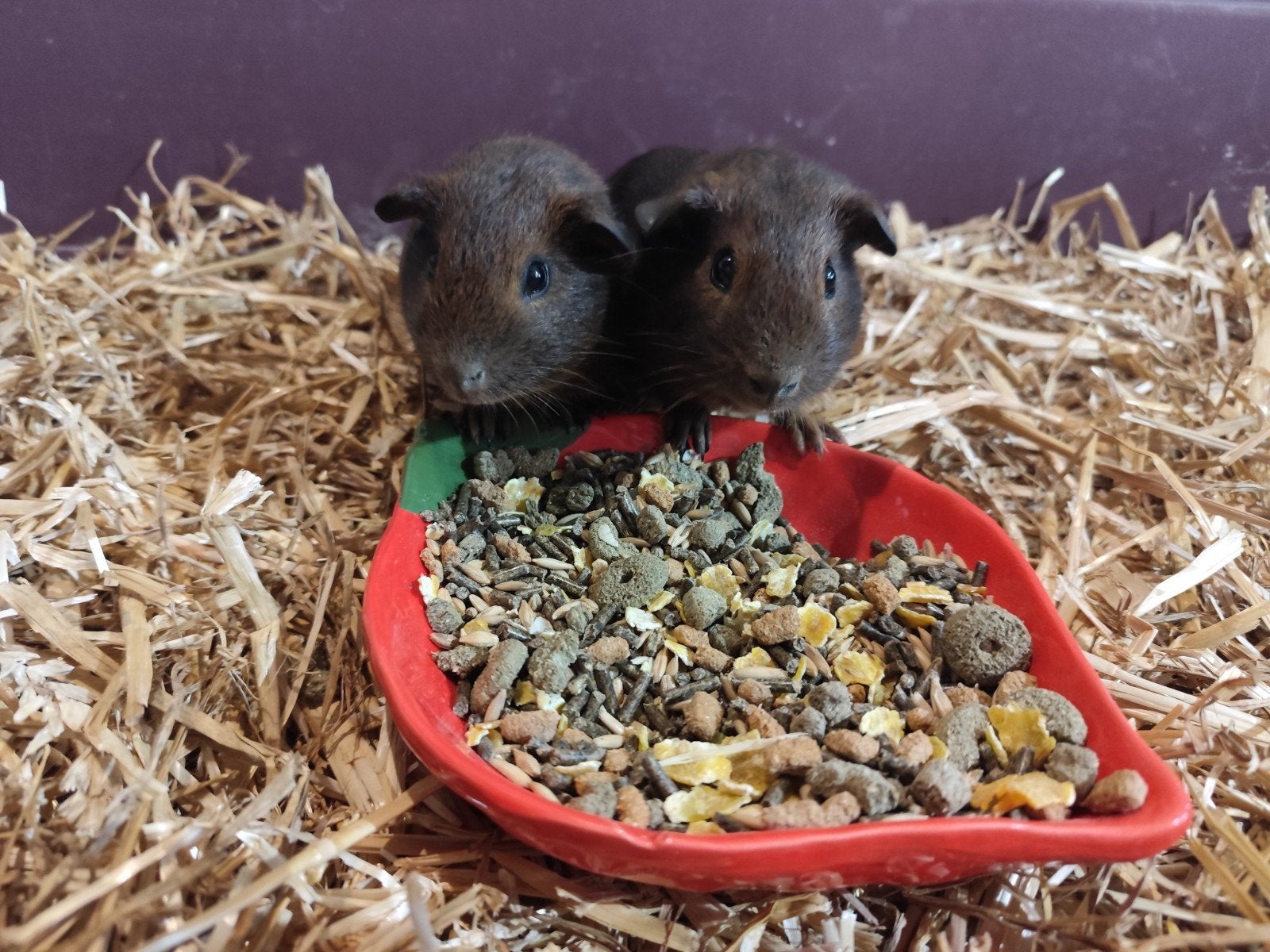 Cavia broertjes handtam, Animaux & Accessoires, Août, Mâle, Domestique, Cobaye