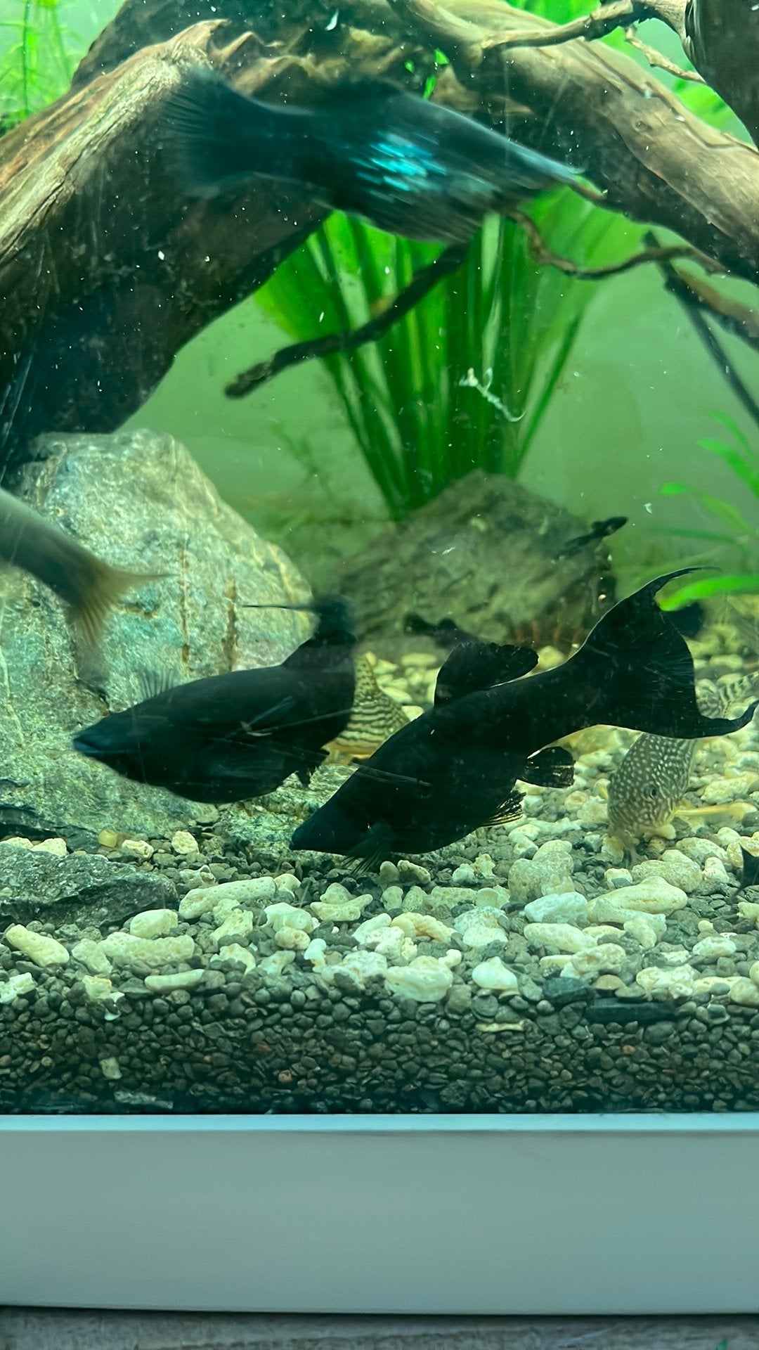 Sluierstaart mollys, Dieren en Toebehoren, Vissen | Aquariumvissen