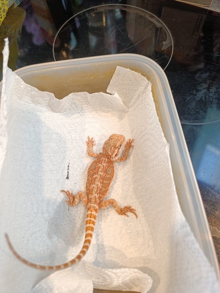 Beaux dragons barbus, Lézard, Domestique, 0 à 2 ans