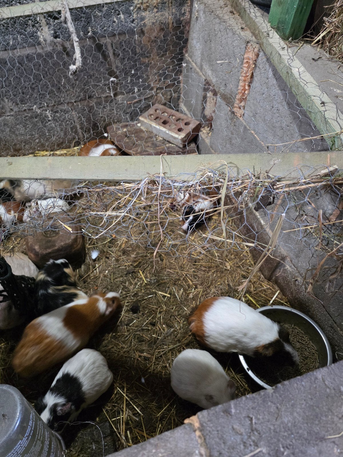 cavia, Dieren en Toebehoren, Augustus, Meerdere dieren, Cavia