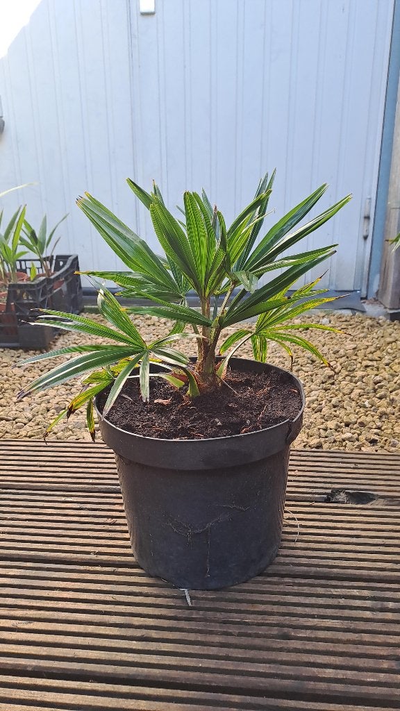 palmboom, Ophalen, In pot, Palmboom