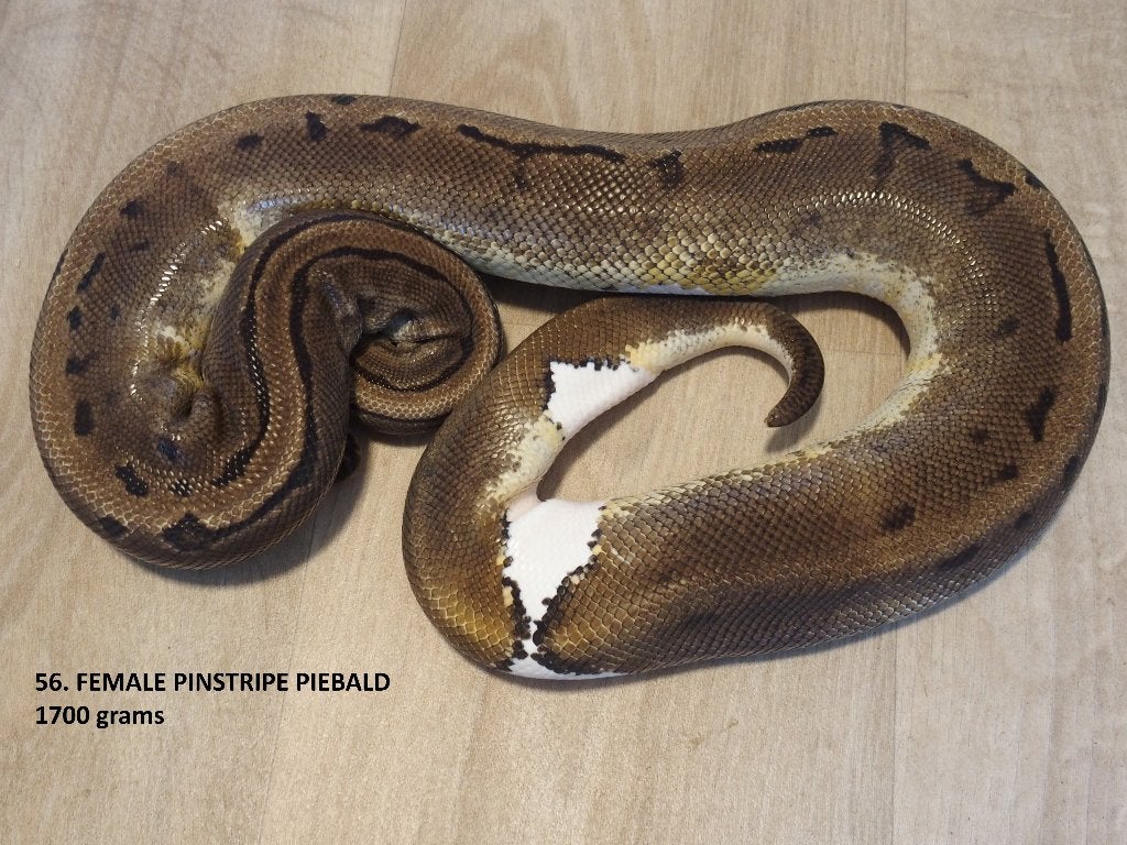 Koningspythons half en volwassen kweekdieren deel 3 Ball Python photo 8