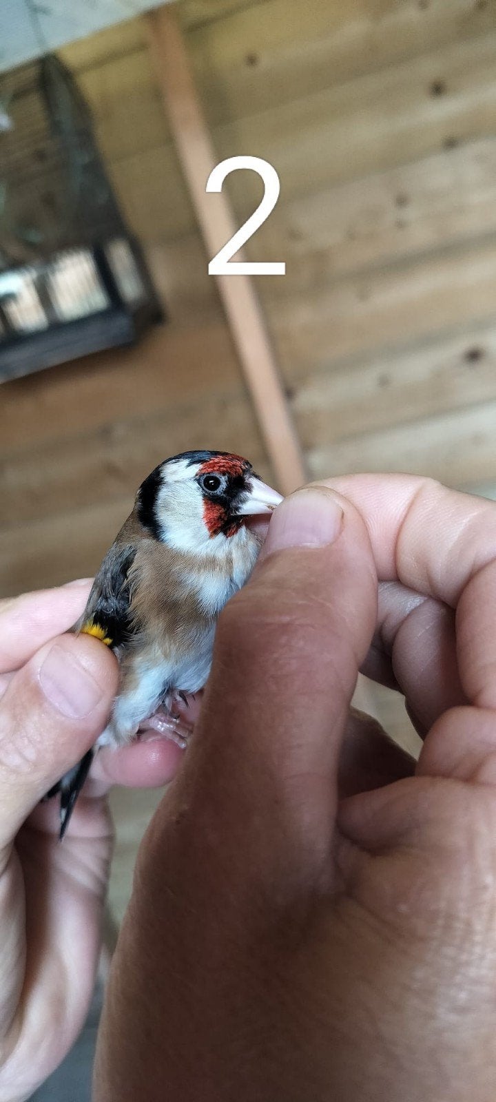 twee koppen barva, Dieren en Toebehoren, Meerdere dieren, Roofvogel