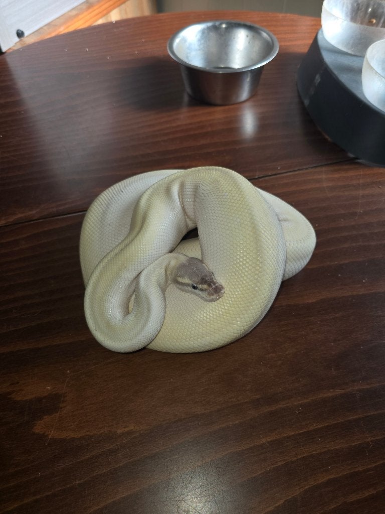 Ball python Ball Python - female for sale from joe dalton