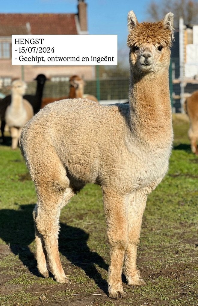 Alpaca te koop, Dieren en Toebehoren, Juli, Mannelijk
