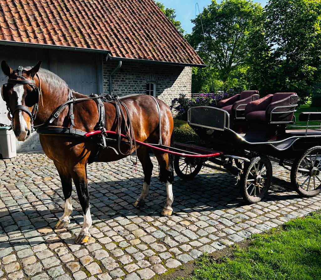 Freiberger, Animaux & Accessoires, Chevaux, Hongre, M, 160 à 165 cm, 11 ans ou plus, Cheval de récréation, Avec pedigree, Avec puce électronique