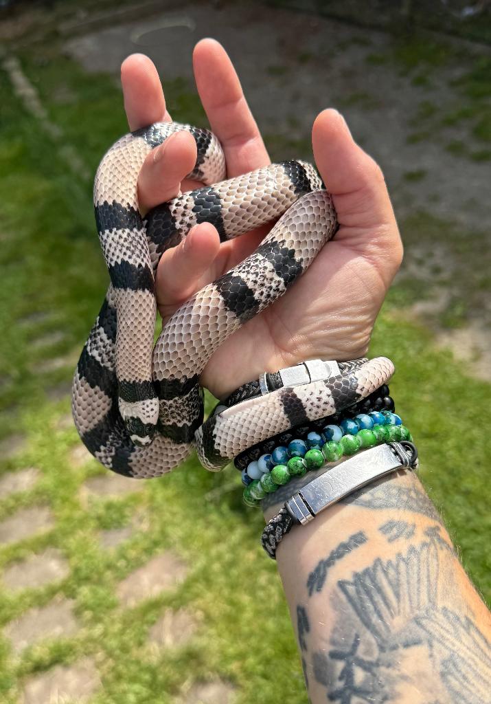 1.1 Lampropeltis honduras Anery 2020, Dieren en Toebehoren, Reptielen en Amfibieën, Slang, Met terrarium, 3 tot 6 jaar