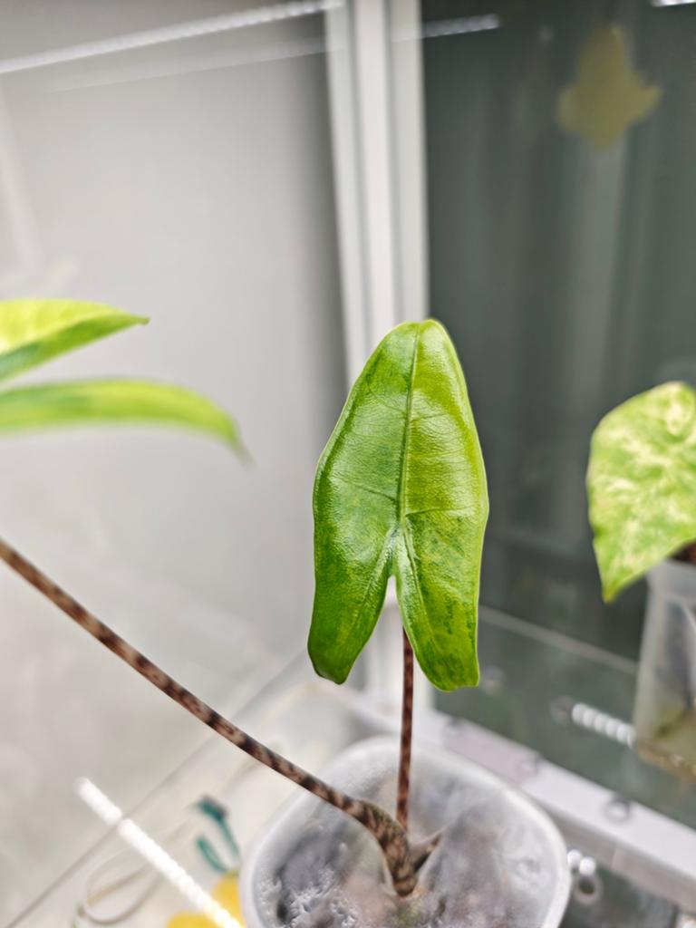 Alocasia zebrina variegata, Huis en Inrichting, Kamerplanten, Ophalen