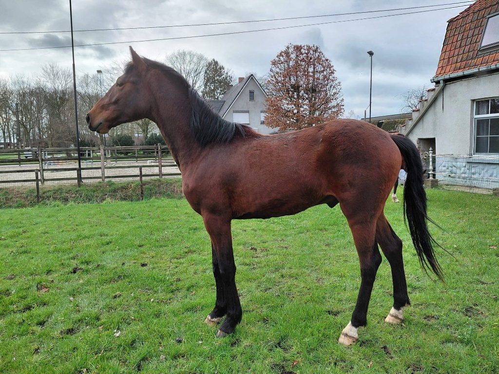 2-jarig mannelijk paard te koop, Animaux & Accessoires, Chevaux, Étalon, Non dressé, 0 à 2 ans, Cheval de saut, Avec pedigree