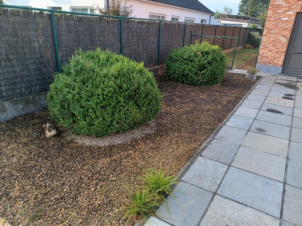 buxus, Ophalen, Buxus