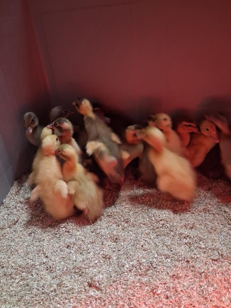Loopeenden kuikens enkel hennetjes beschikbaar, Dieren en Toebehoren, Pluimvee, Vrouwelijk, Eend