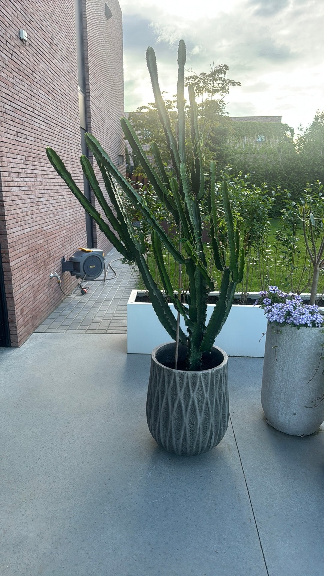 Cactus, Ophalen