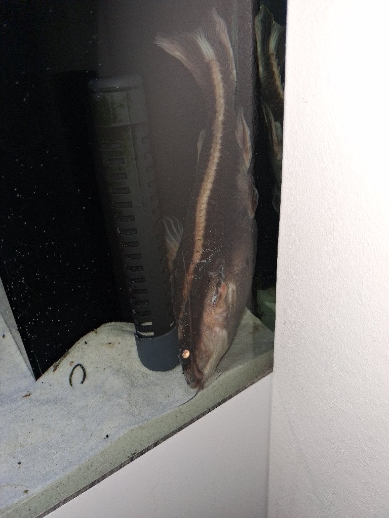 Meerval te koop, Animaux & Accessoires, Poisson, Poisson d'eau douce