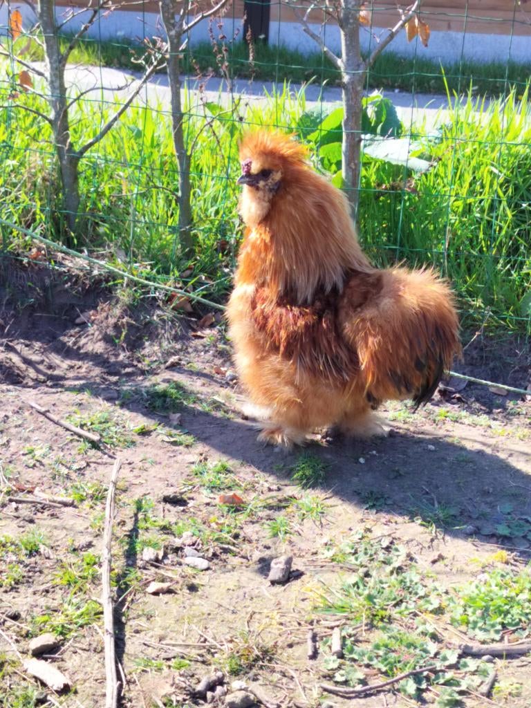 Jonge Zijdehoenderhaan, Dieren en Toebehoren, Overige Dieren, Juni, Mannelijk