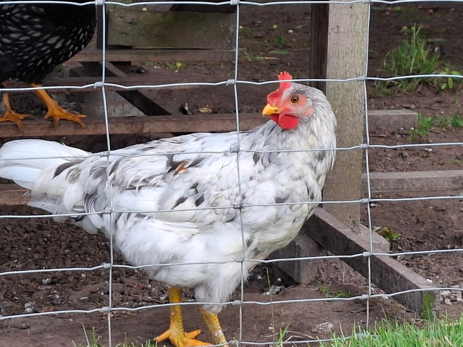 Groenlegger olijflegger en marans hanen, Mannelijk, Kip