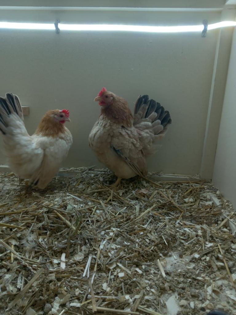 Serama hennen, Dieren en Toebehoren, Pluimvee