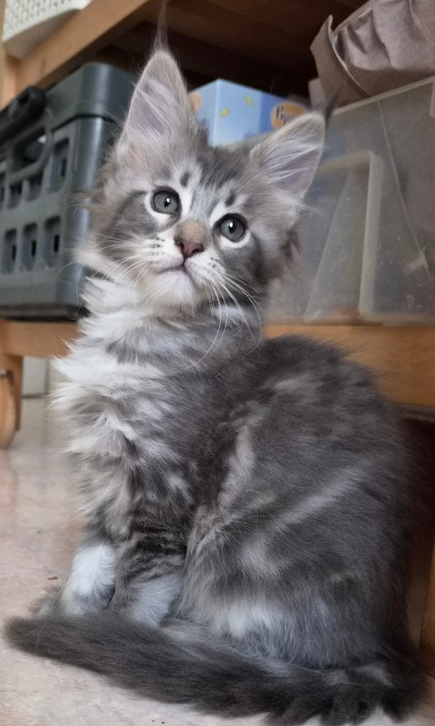 Chatons maine coon née 01.07.2026 a Bruxelles, Animaux & Accessoires, Chat, Avec pedigree, 0 à 2 ans