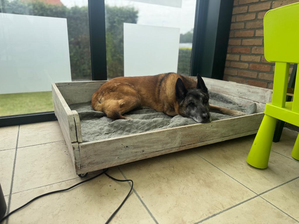 Hondenmand, Dieren en Toebehoren, Ophalen, Zo goed als nieuw, Overige
