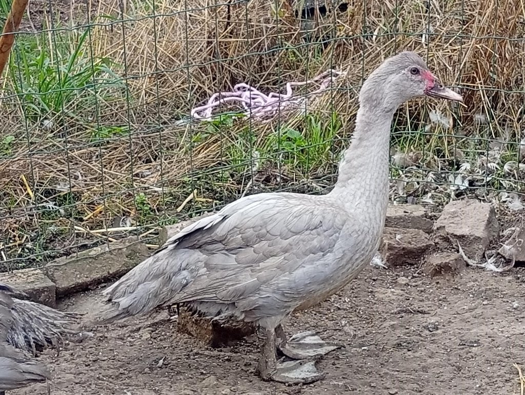 mannelijk parelgrijs barberie, Dieren en Toebehoren