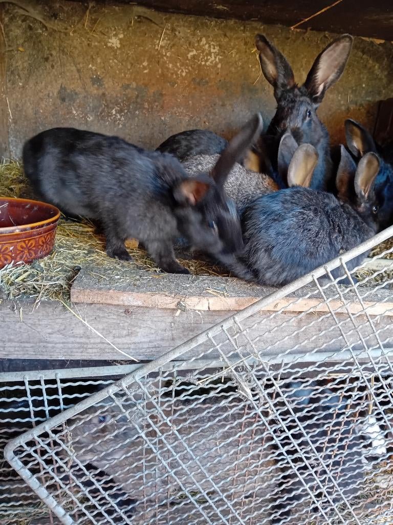 Jonge vleeskonijnen te koop, Meerdere dieren, Groot, 0 tot 2 jaar
