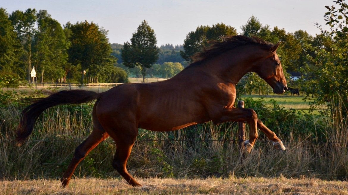 Ter dekking voor 2027, Dieren en Toebehoren, Hengst