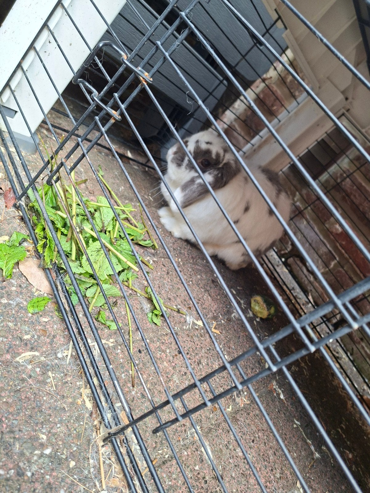 Clapier et lapin nain gris blanc, Lapin