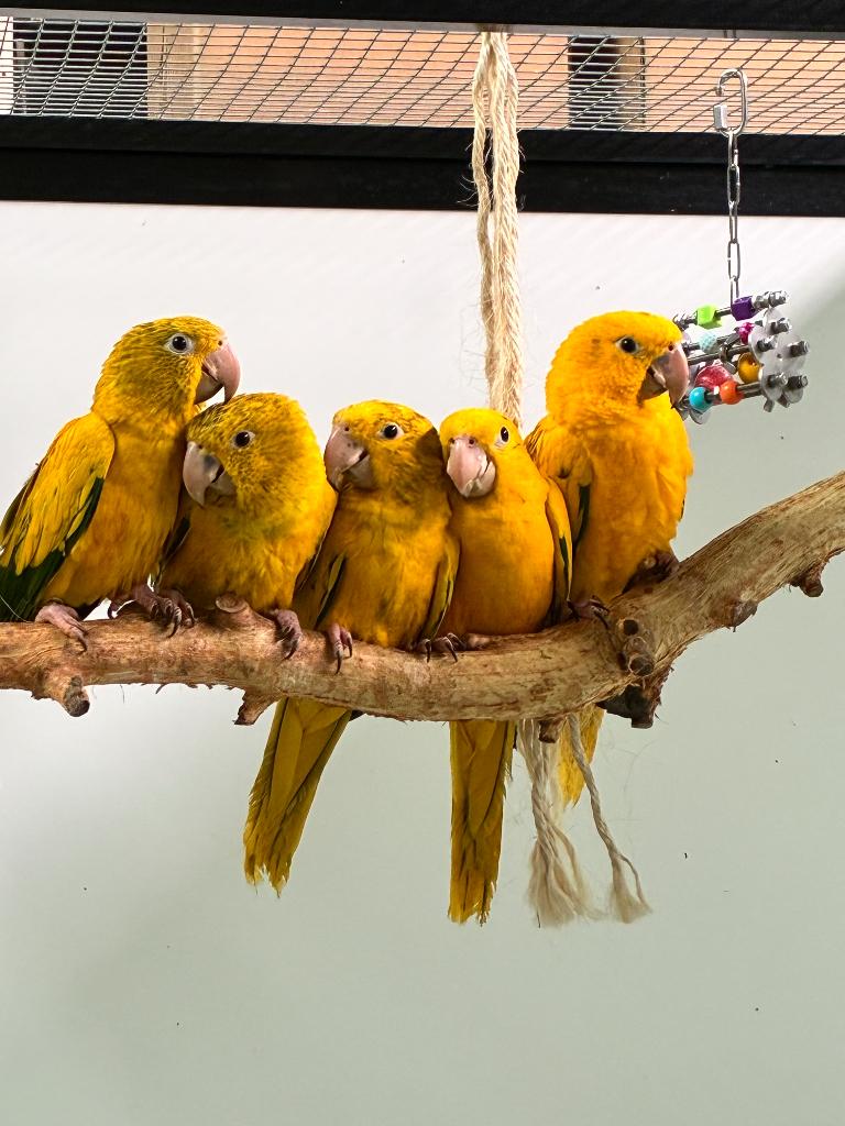 Goudparkieten/ Guaruba Guaruba, Plusieurs animaux, Perroquet, Bagué