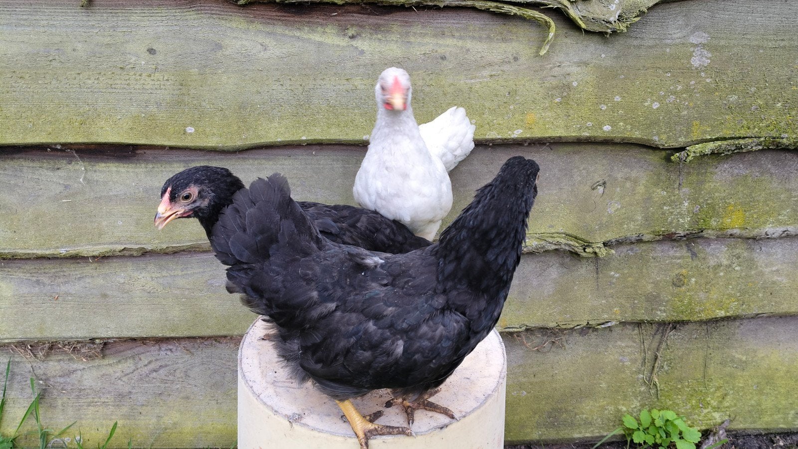 Verschillende jonge wyandotte krielen, Dieren en Toebehoren, Pluimvee