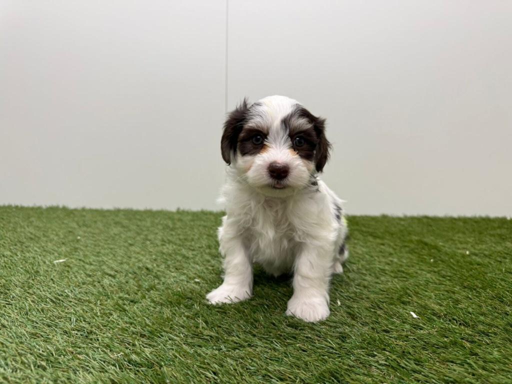 Nestje Havanezer pups, Dieren en Toebehoren, Honden | Chihuahua's en Gezelschapshonden, Parvo, België, Overige rassen, 8 tot 15 weken