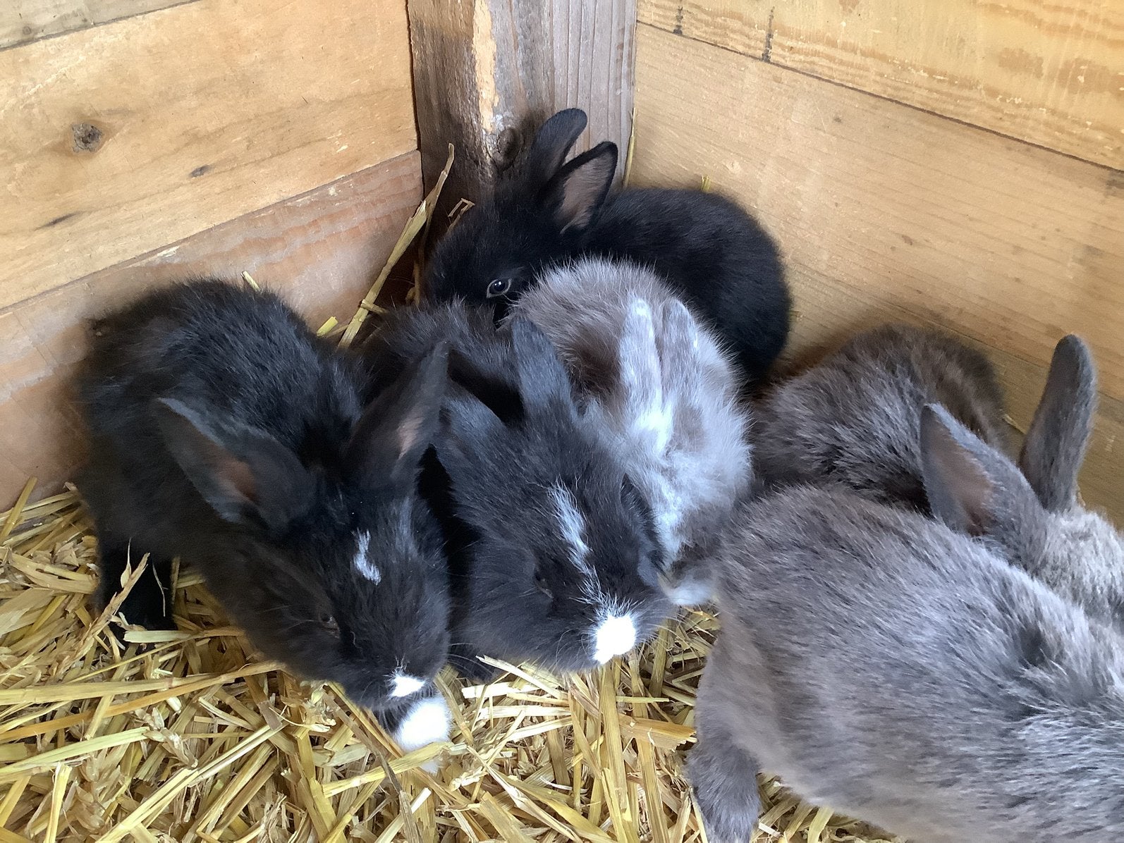 Jonge konijntjes, Dieren en Toebehoren, Konijnen, Groot, Meerdere dieren, 0 tot 2 jaar
