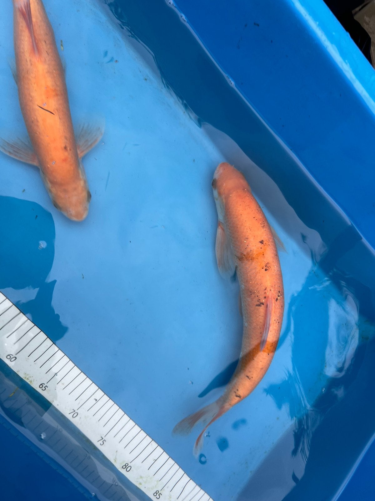 2 grote goudwindes van 40-45cm, Dieren en Toebehoren