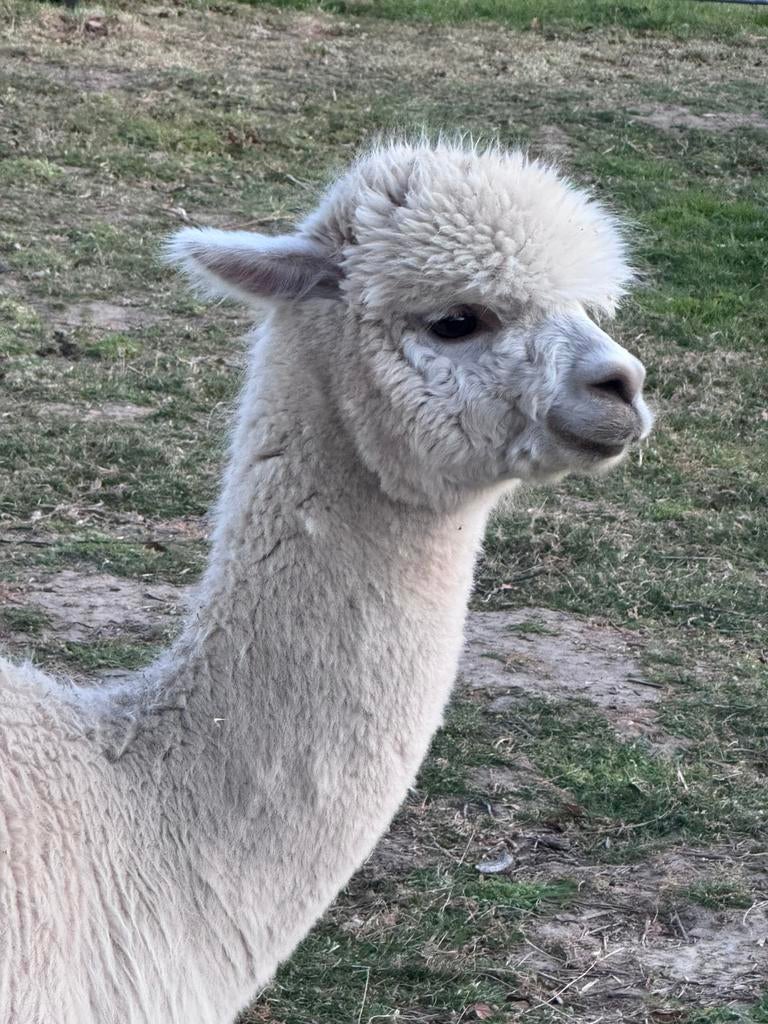 Alpaca Julia geboren aug 2023, Août, Femelle