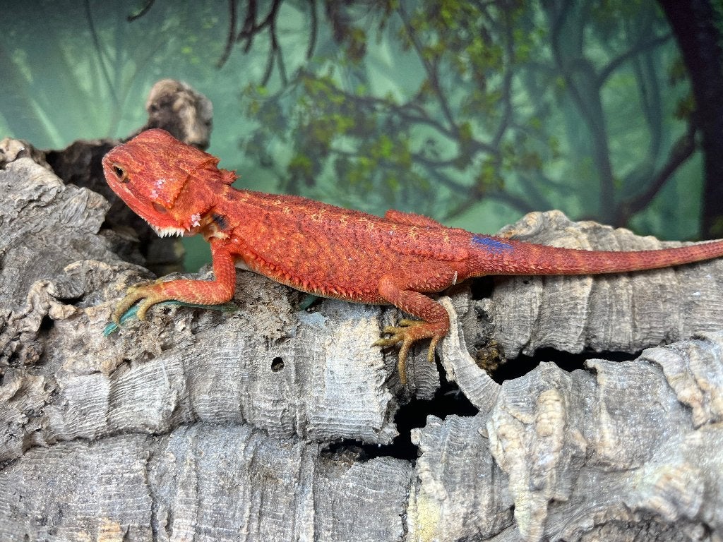 Pogona vitticeps red Monster/ extrême red, Animaux & Accessoires, Lézard, Domestique, 0 à 2 ans