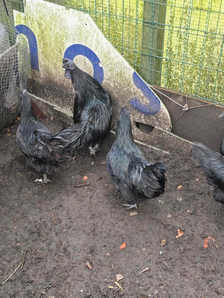 Broedeieren Ayam cemani, Dieren en Toebehoren