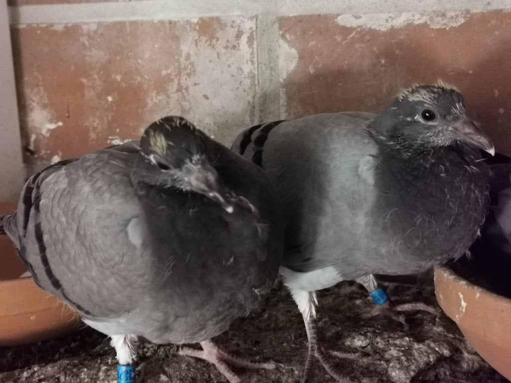 Duiven jongen KITTEL, Dieren en Toebehoren, Vogels | Duiven, Meerdere dieren, Postduif