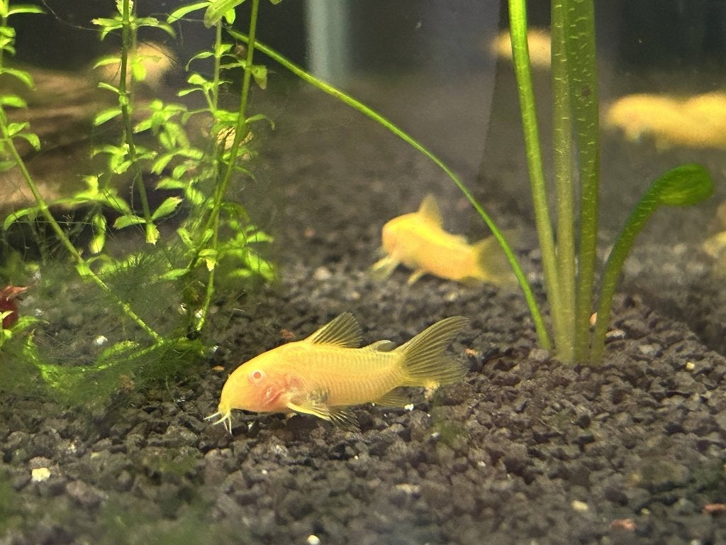 Albino gold stripe corydoras, Poisson, Poisson d'eau douce, Banc de poissons