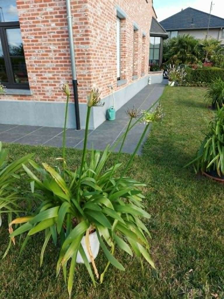 Agapanthus  / Afrikaanse lelie – blauwe bloem (witte pot), Ophalen, Vaste plant