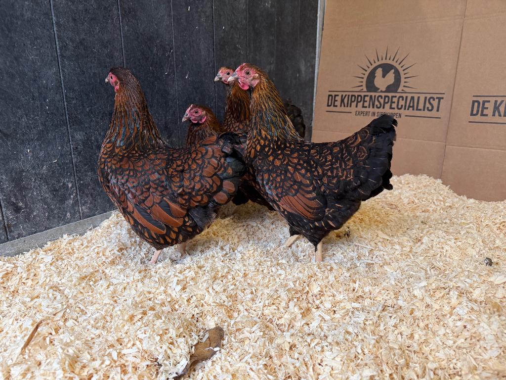 Wyandotte kriel kippen goud zwartgezoomd gesekst & ingeënt, Femelle, Poule ou poulet